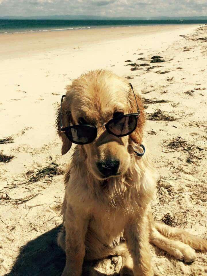 everything dogs 🐶 tweet media