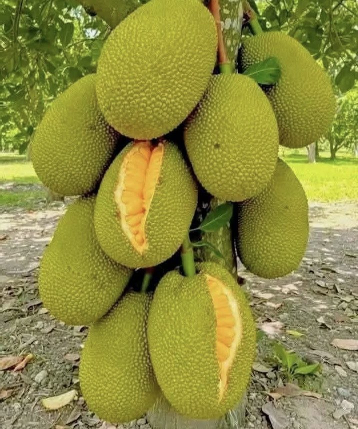 NutaniMan tweet media