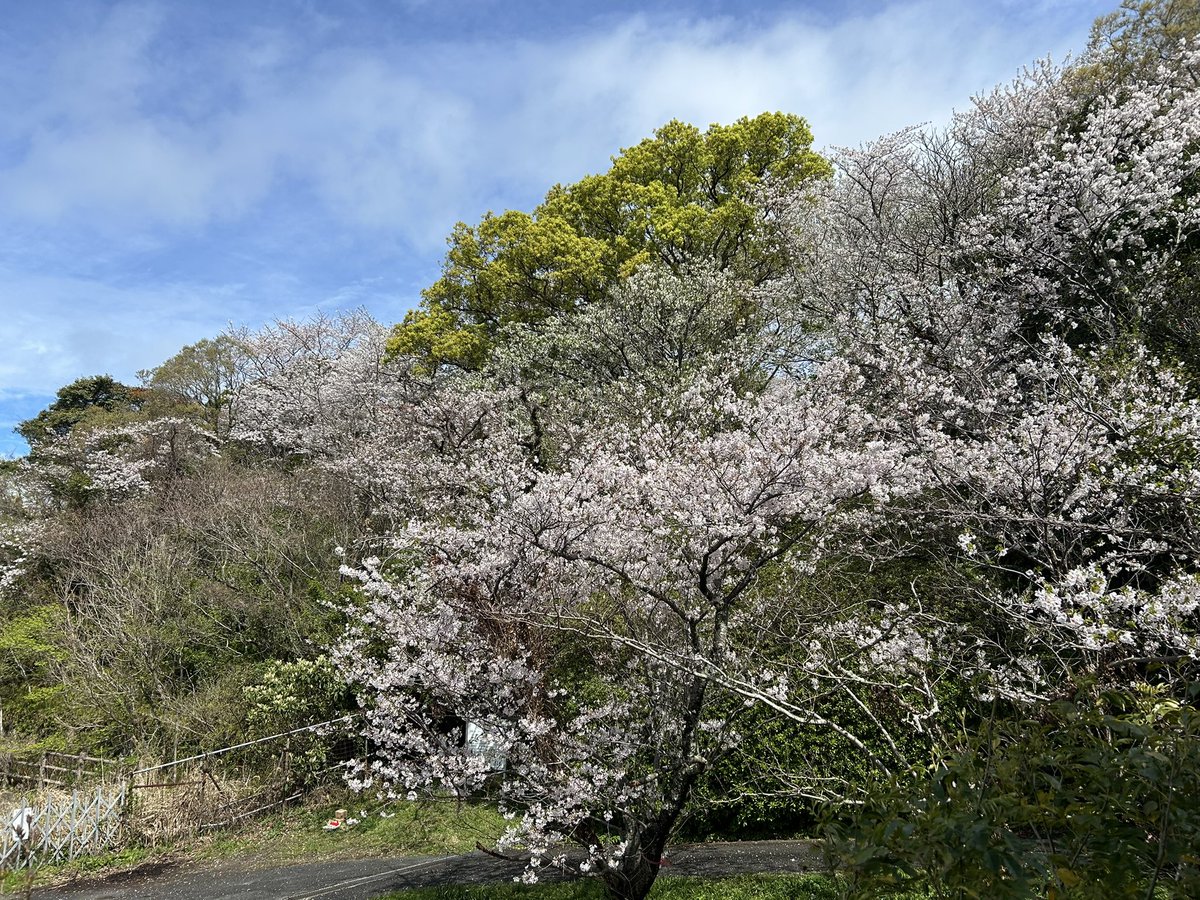 のび工房 tweet media