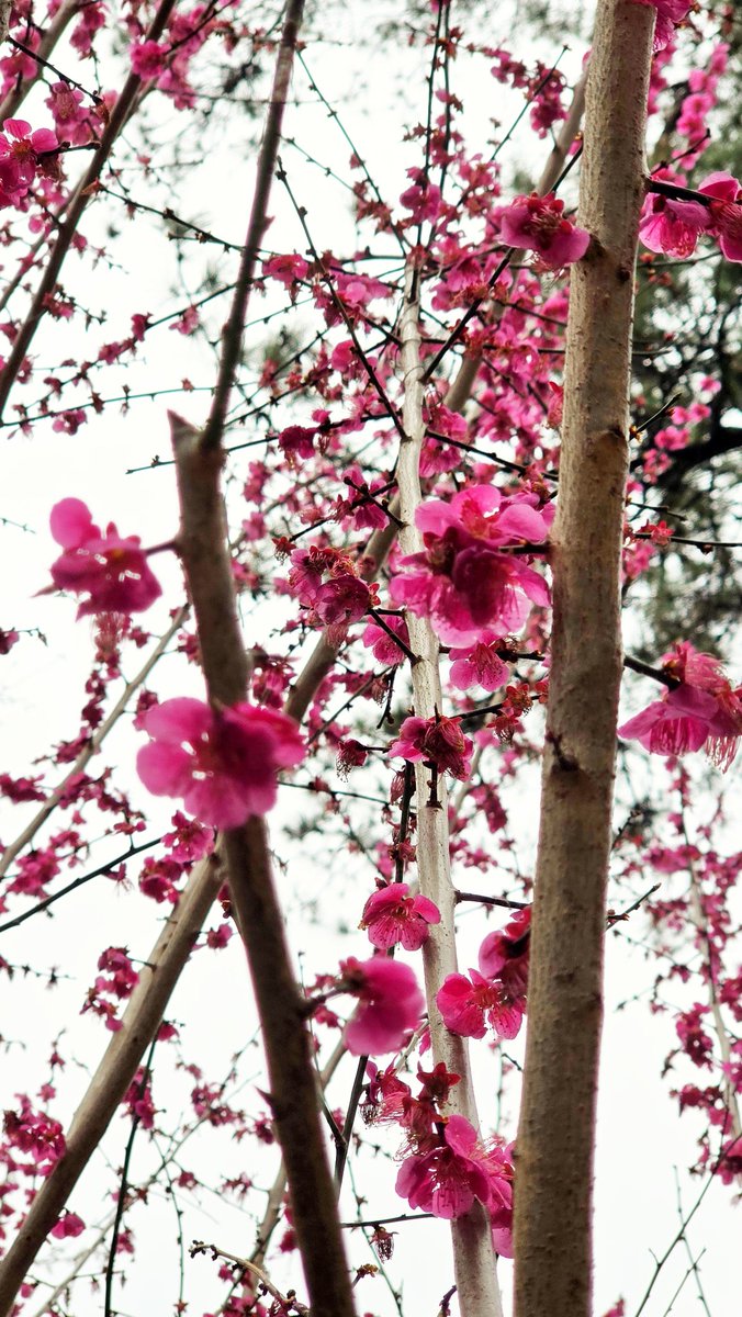kim_eunik's tweet photo. 목련, 매화, 개나리, 벚꽃, 산수유가 한데 모여 펴있는 걸 보면 이게 정녕 지옥이고, 지옥 중에서도 아름답기 그지 없는 풍경일 것이라는 생각을 함 https://t.co/mgcXwEl39I