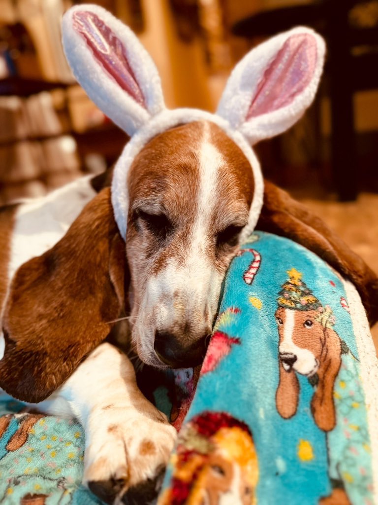 Mockler Bassets tweet media