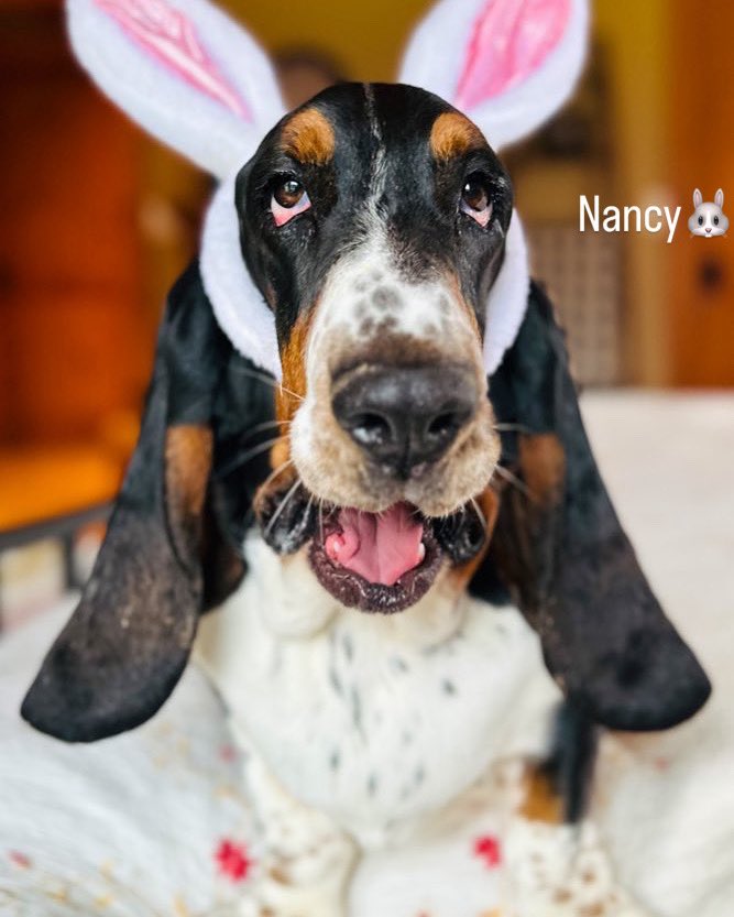 Mockler Bassets tweet media