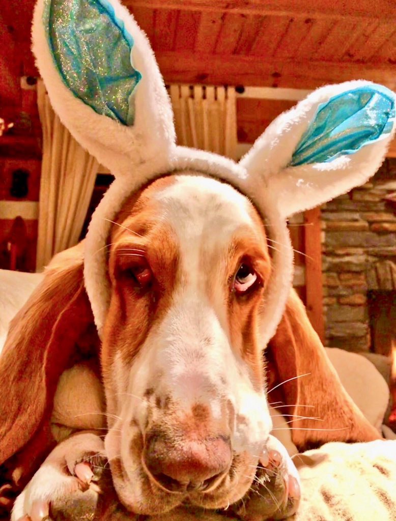 Mockler Bassets tweet media