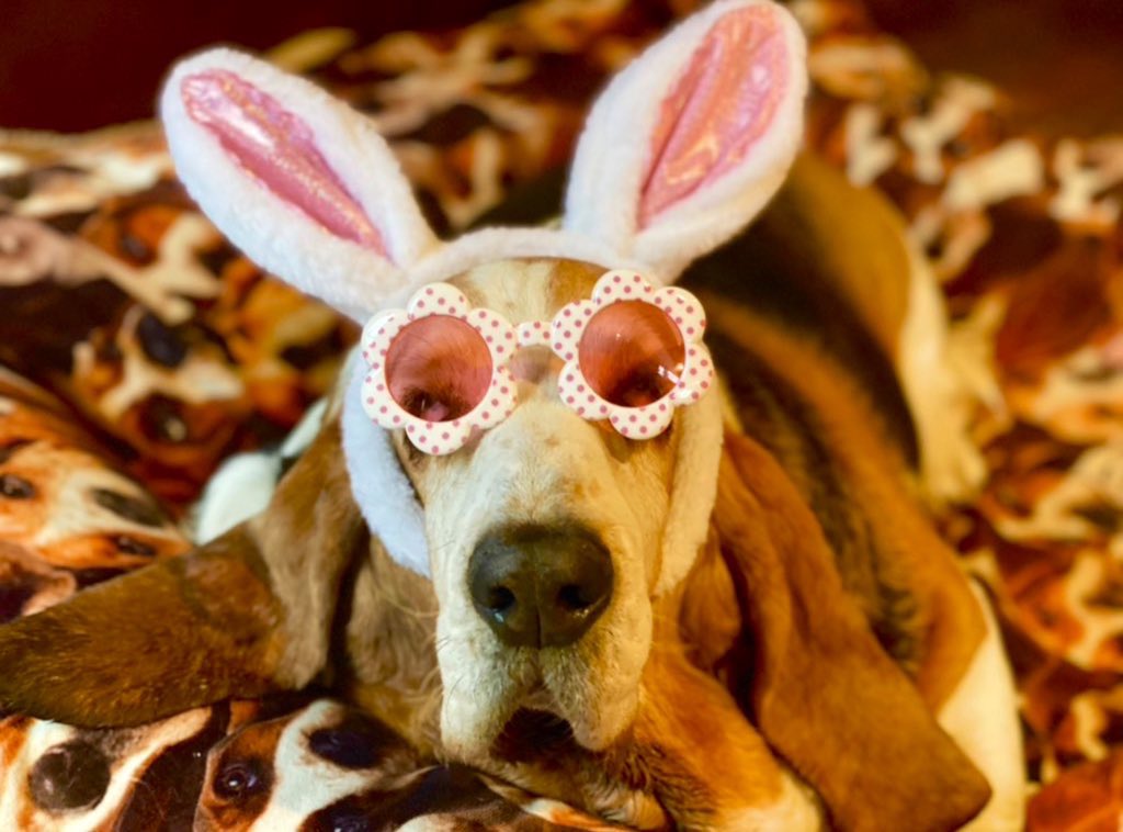 Mockler Bassets tweet media