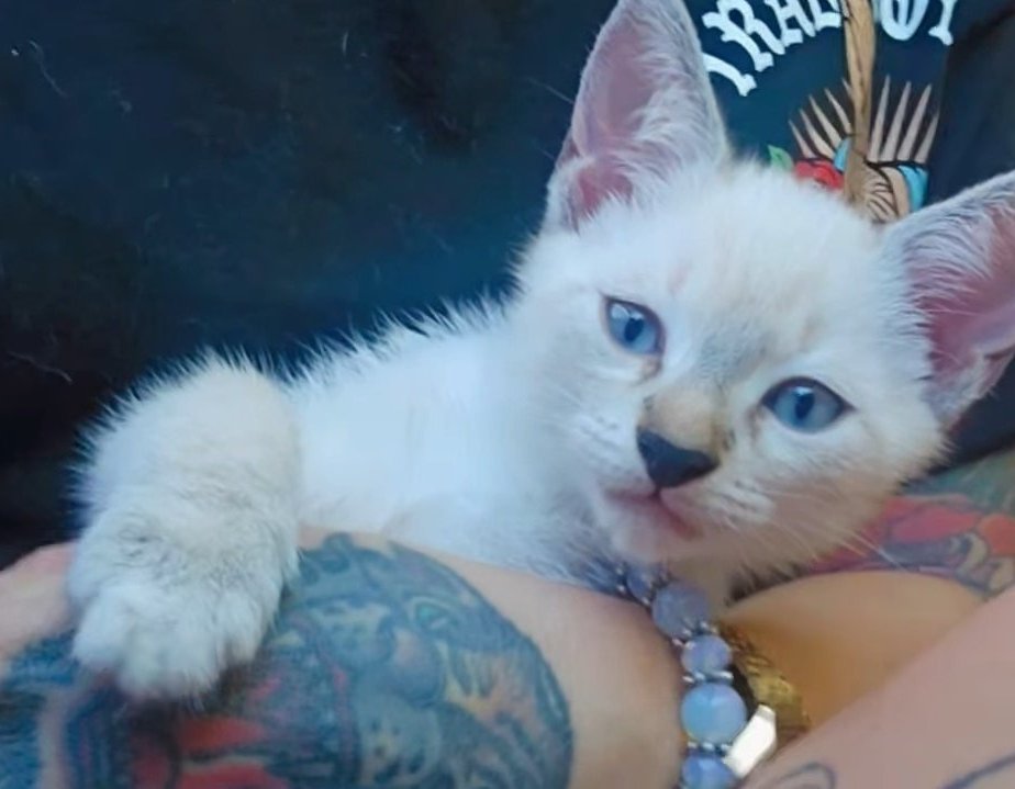 Loaa👄 tweet media