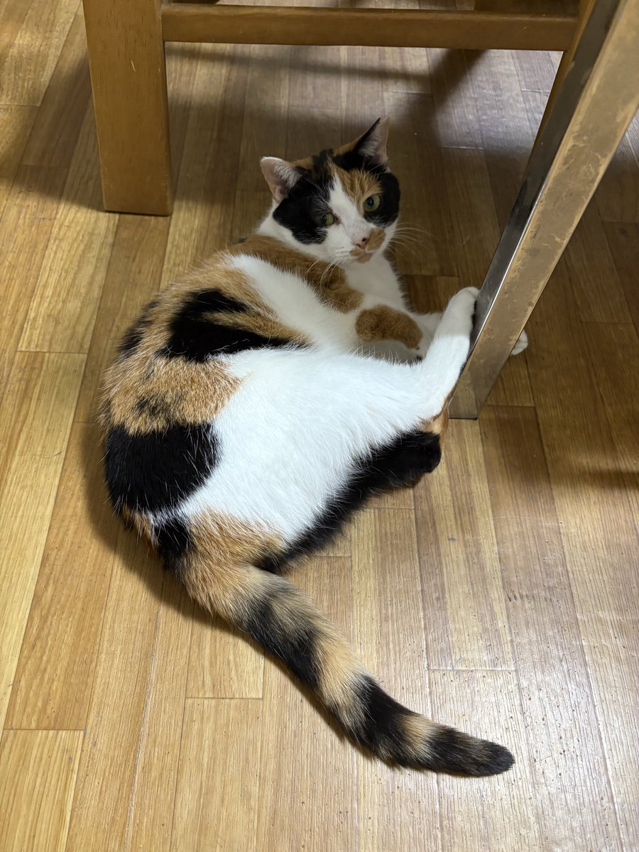 ミヤネコ(宇都宮大学保護猫サークル) tweet media
