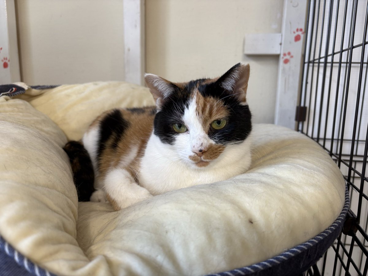 ミヤネコ(宇都宮大学保護猫サークル) tweet media