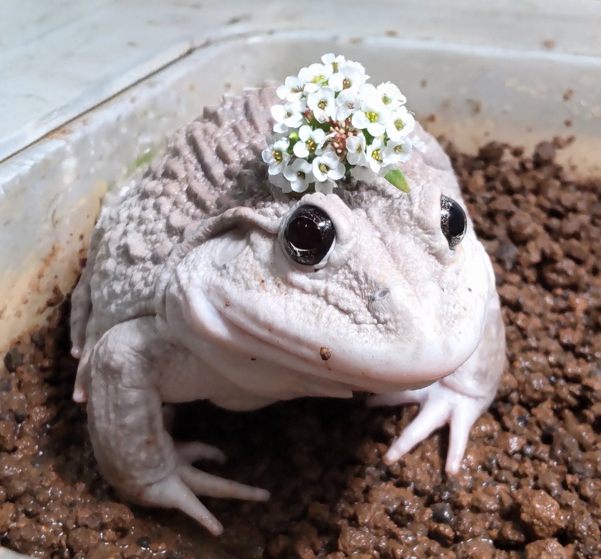 ぴ🐸❤frogs tweet media