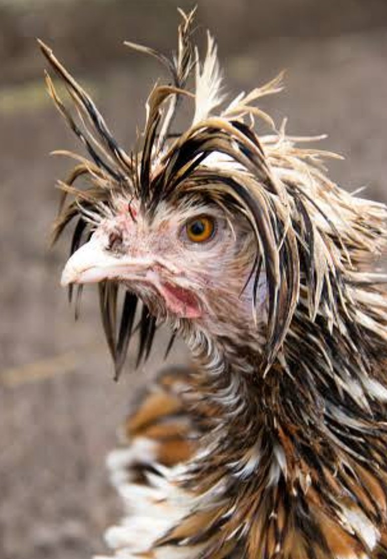 Ultrafrezeer2 tweet media