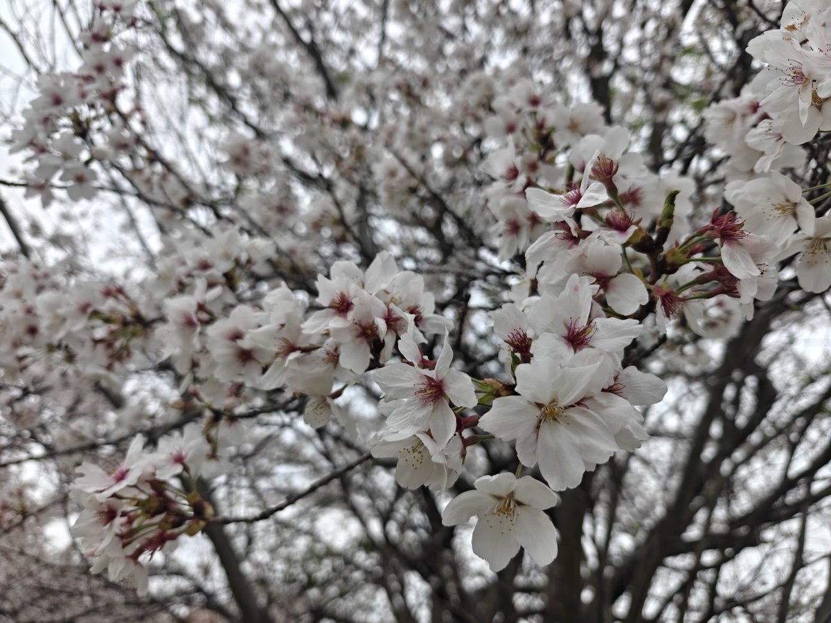 raisb357's tweet photo. 雨が降る前に平城宮跡に行ってきました。 https://t.co/1M5Ng5mqeh