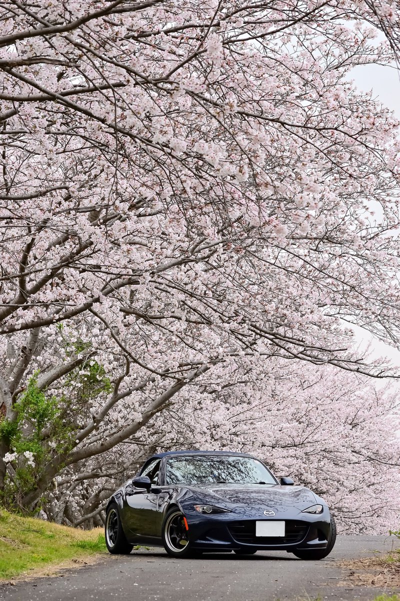 ichigti@masamune tweet media