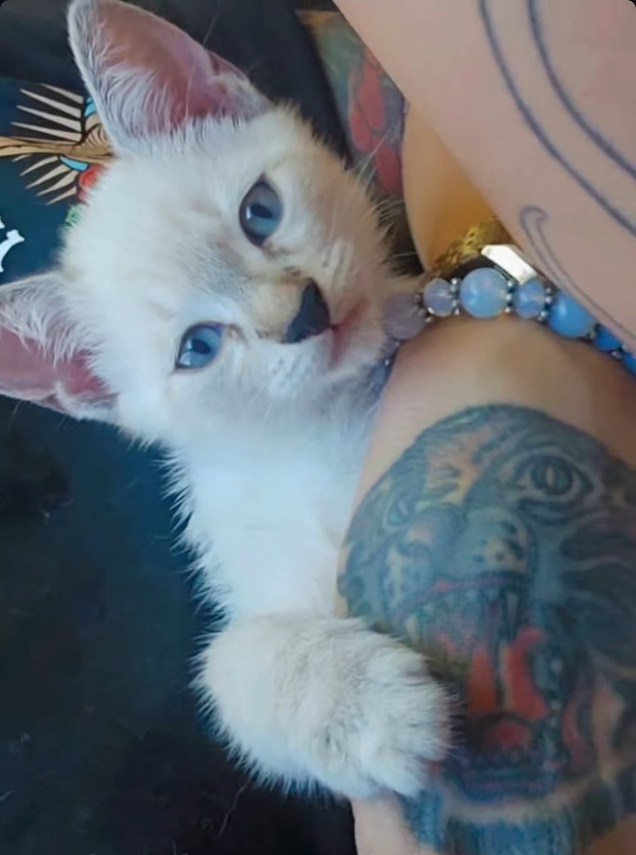 FURIOSA 100%✨️🐐🏹❤️🔥 tweet media