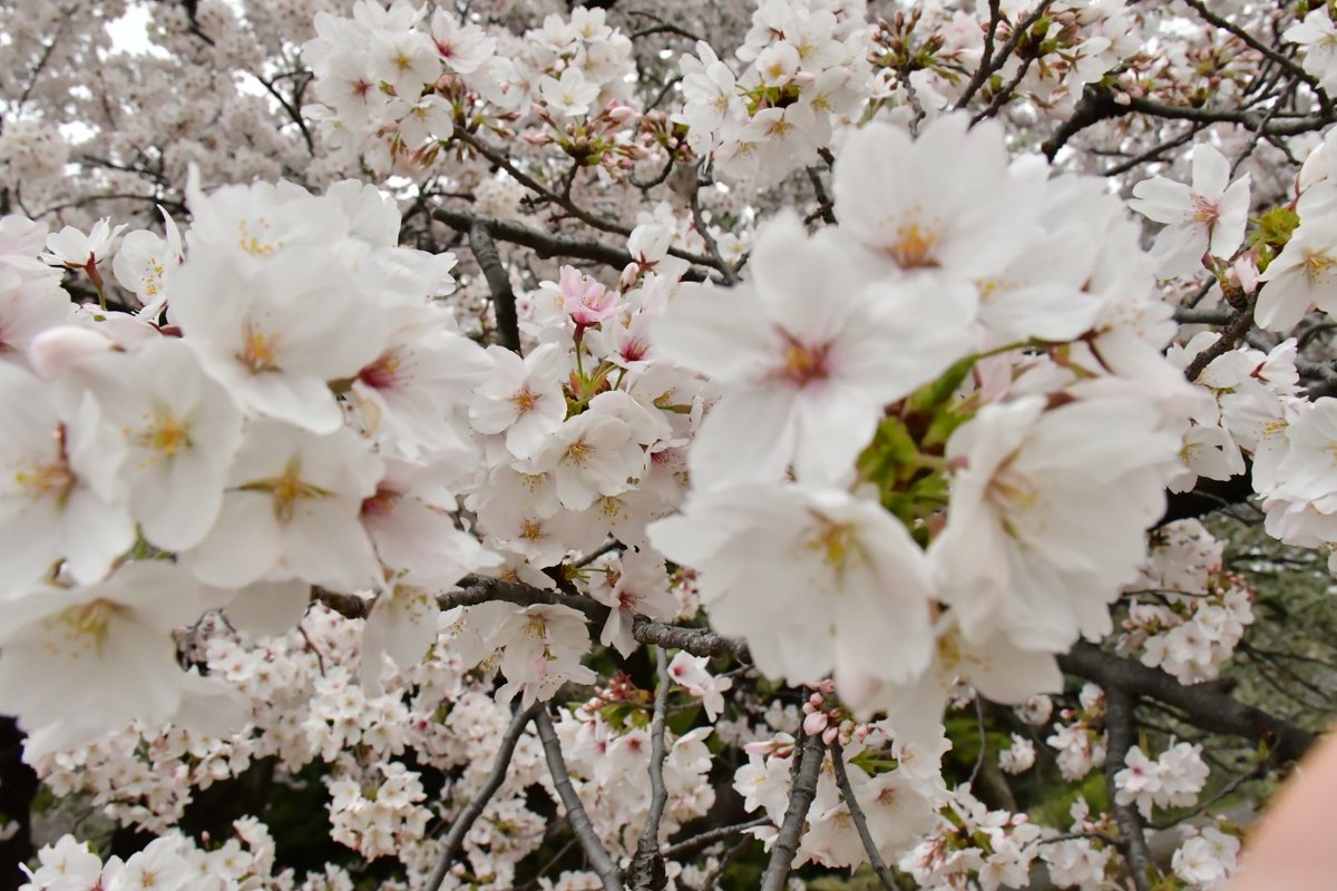 Mr.みっち～。#Antelopes way. #Next FAZE #日本一丸 tweet media