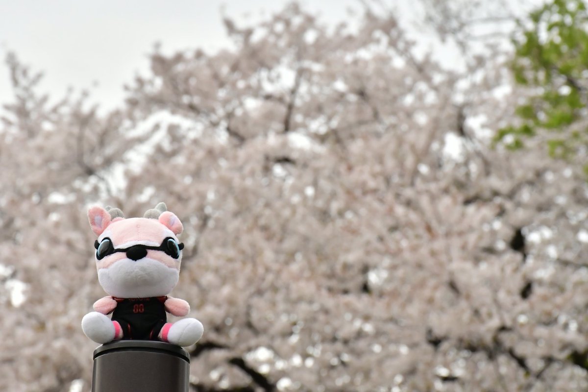 Mr.みっち～。#Antelopes way. #Next FAZE #日本一丸 tweet media