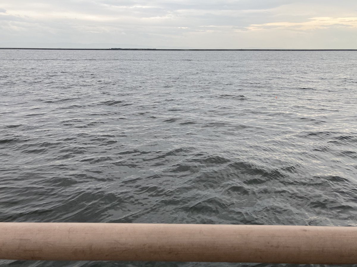 スカイドルフィン tweet media