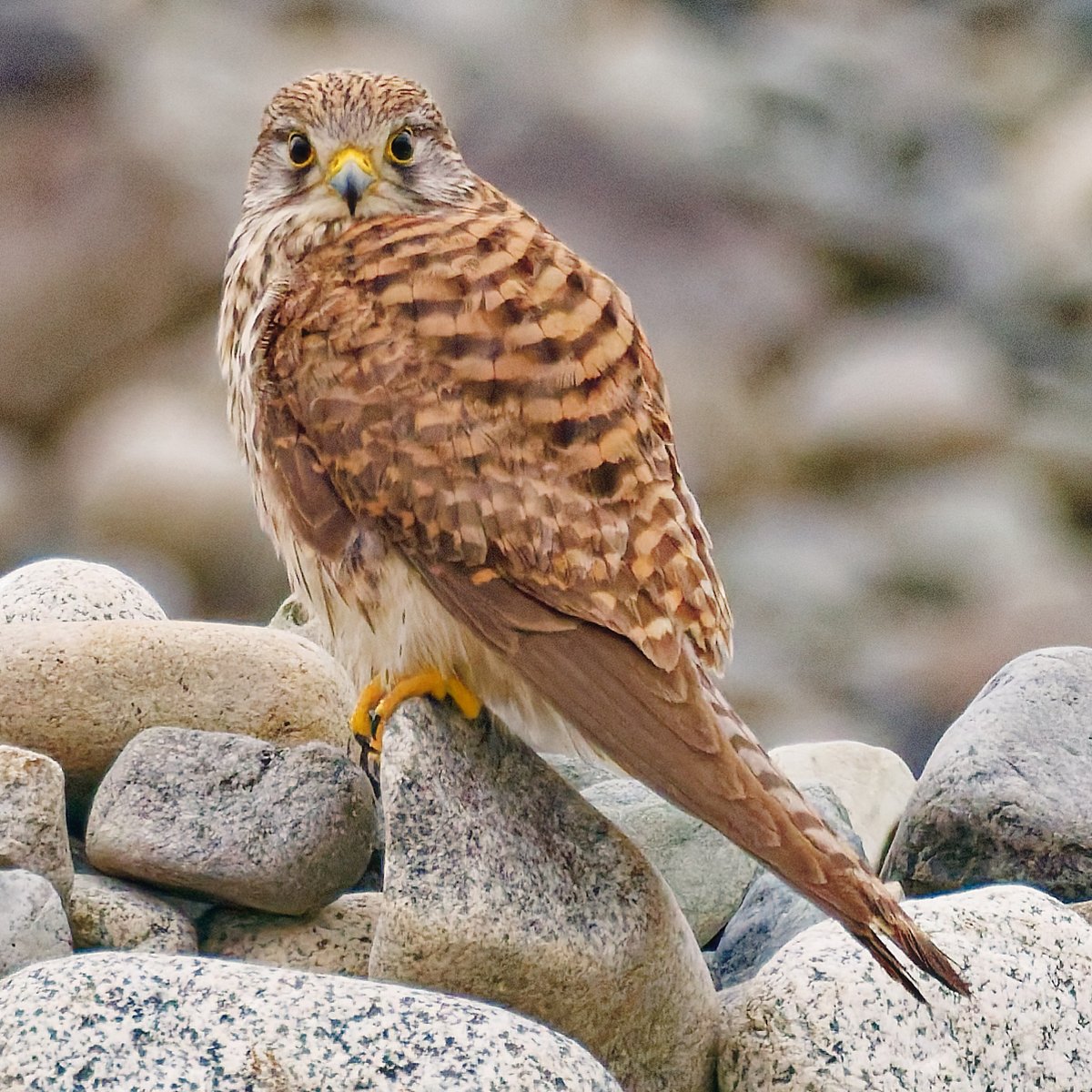 ポークジンジャー tweet media