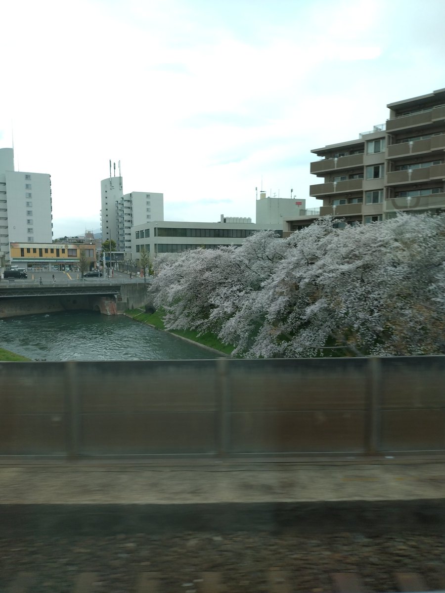 本日(4月4日・土曜日)、アルプラ瀬田のJEUGIAカルチャー俳句教室へ。京都市南端、曇り。朝まで雨残っていた模様。写真は近鉄伏見駅直前の桜。見事な咲きっぷりなのだが橋の袂からしかゆっくりと見られない。
#桜　#近鉄伏見駅