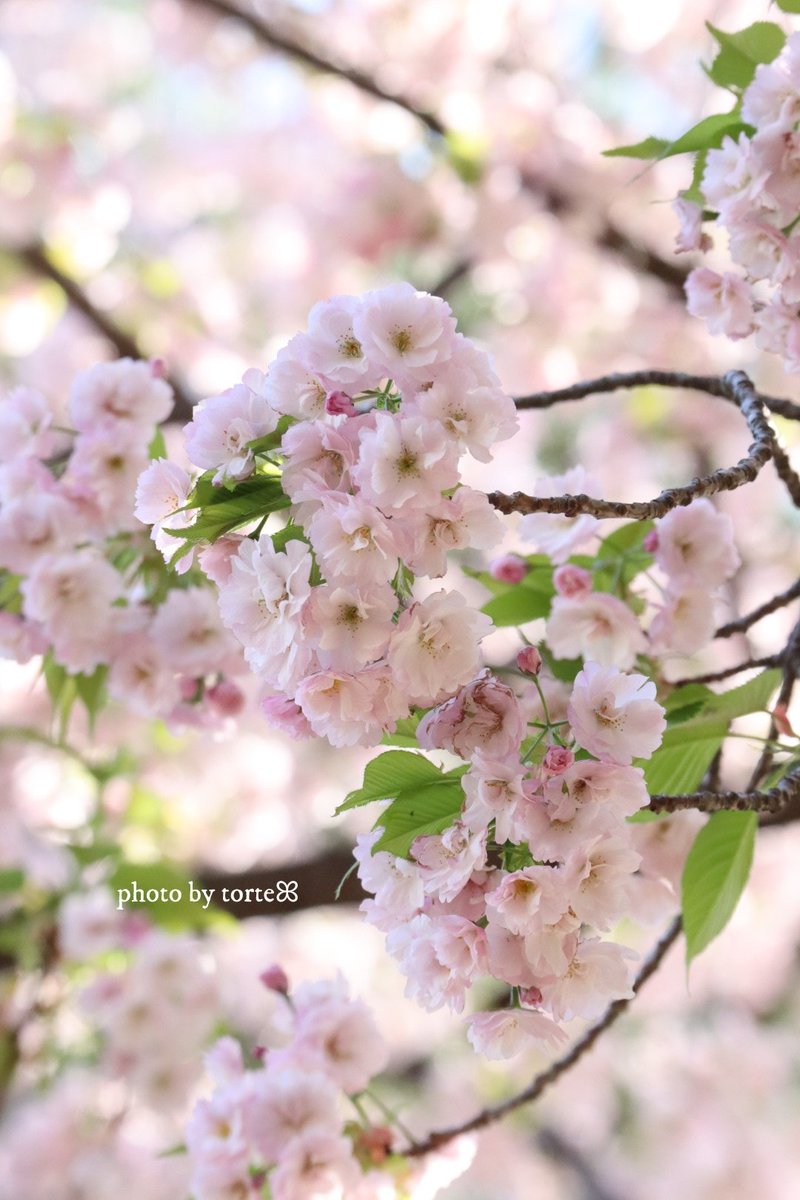 𝑡𝑜𝑟𝑡𝑒 🌸ꕤ˙˚°𖡼.𖤣𖥧 tweet media