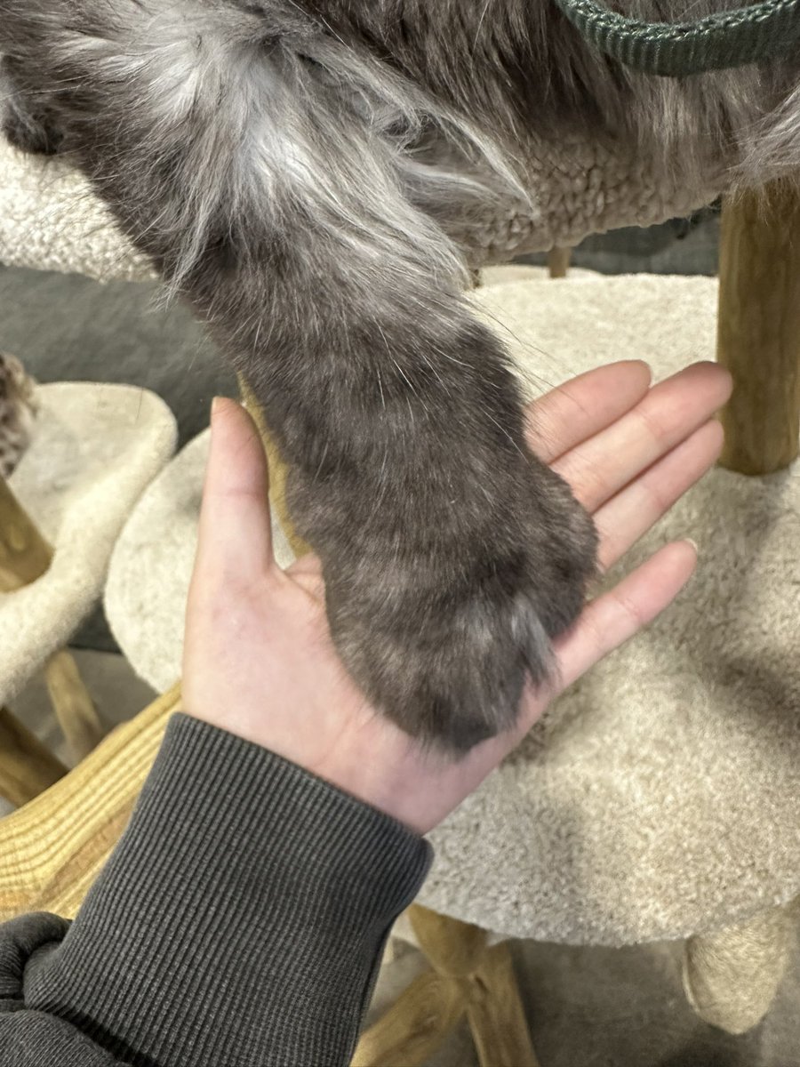 まゃちふとお tweet media