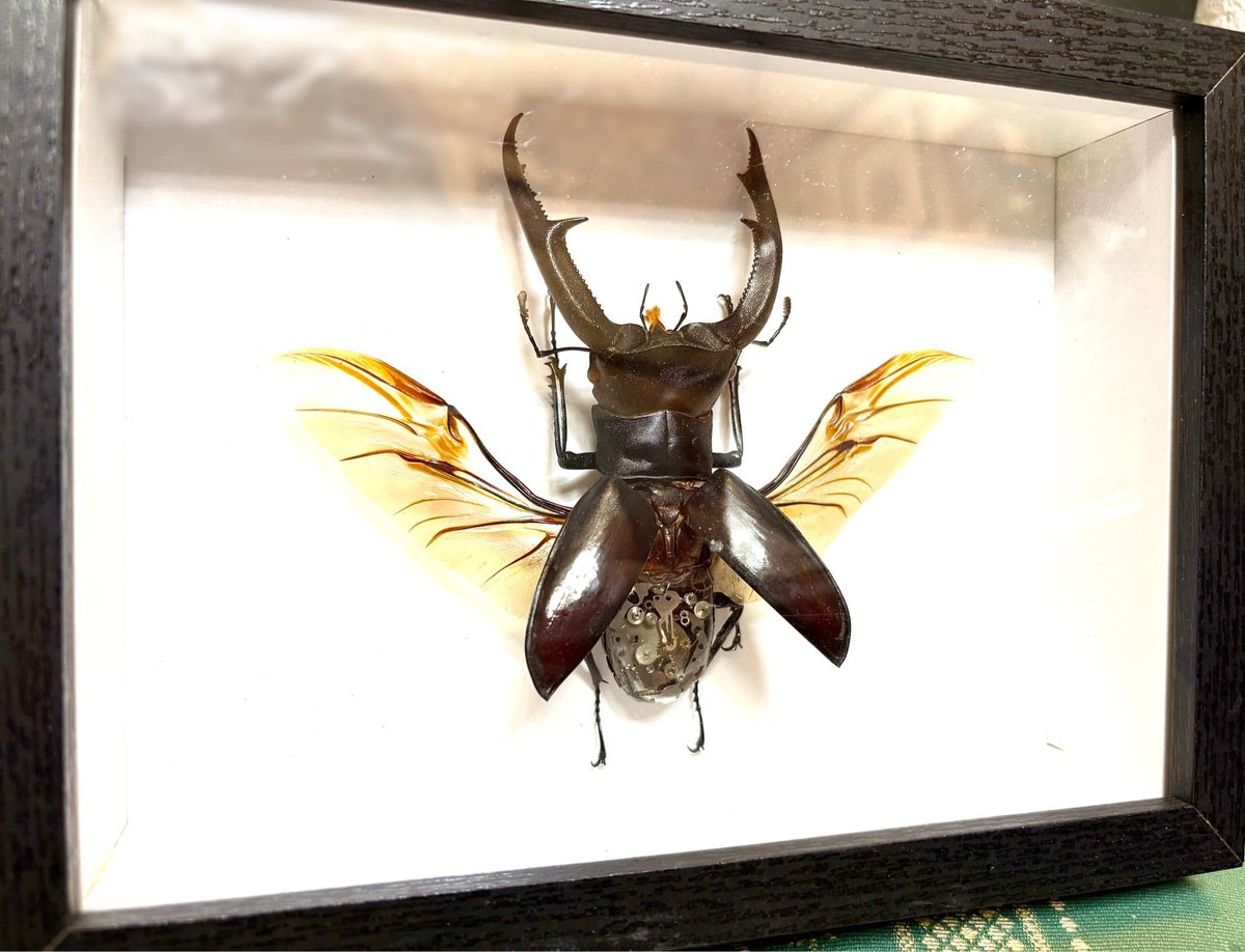 うつせみ標本屋@4/5カインズ城山店出店 tweet media