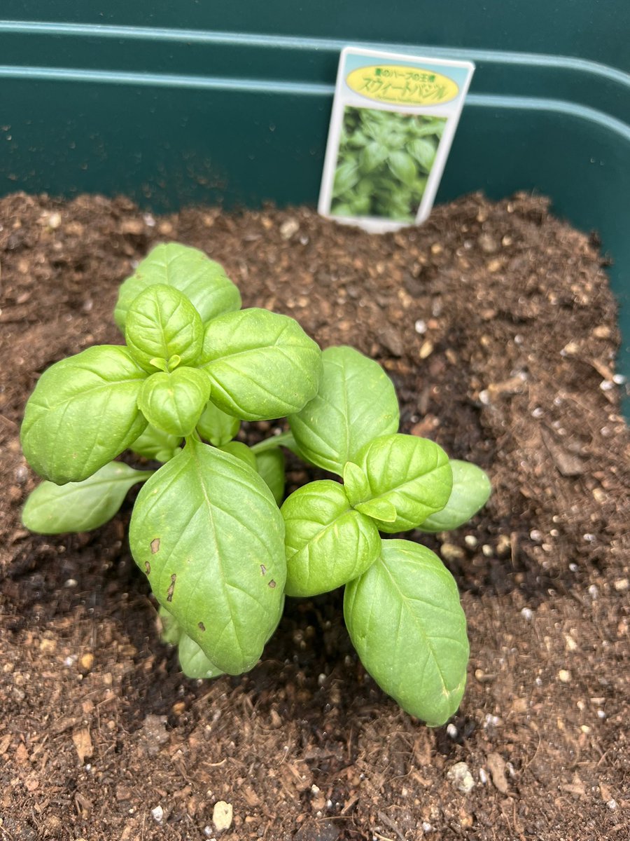 周　麻辣湯 tweet media