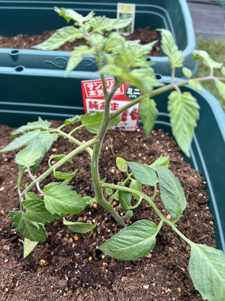 周　麻辣湯 tweet media