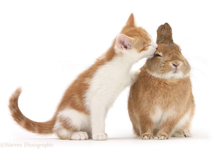 thepopularanimals tweet media