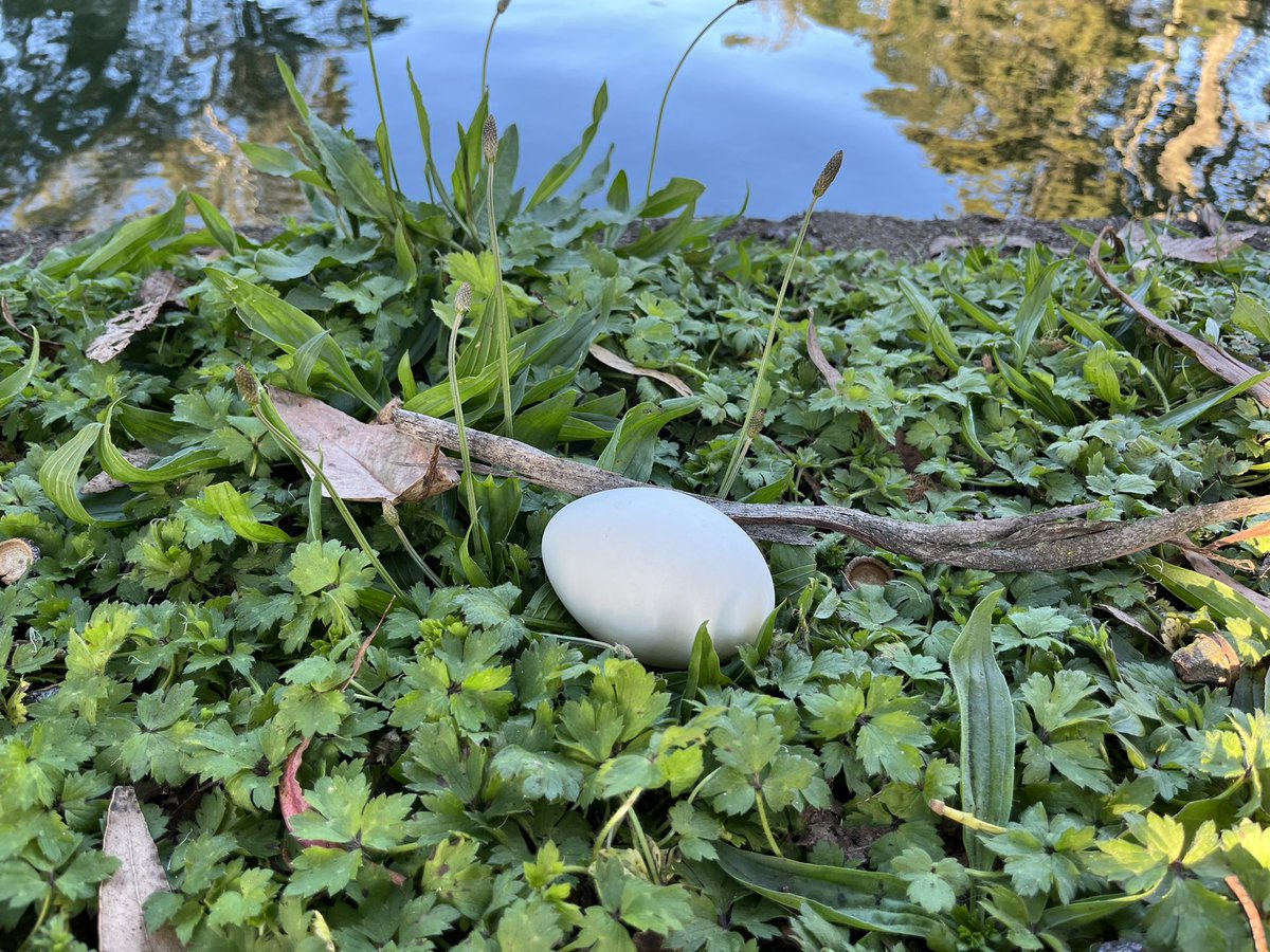 Diane Yap tweet media