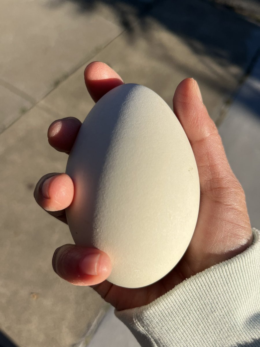 Diane Yap tweet media