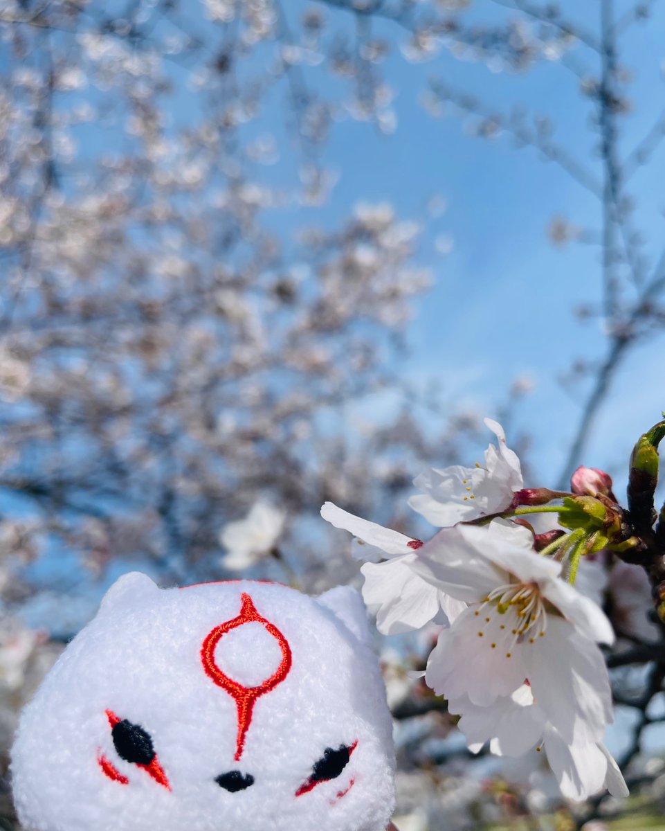 RISA(沖縄産) tweet media