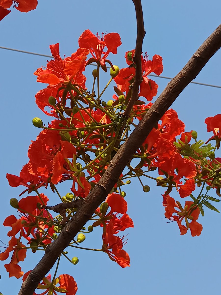 niileshraichura's tweet image. Gulmohar 🏵️
