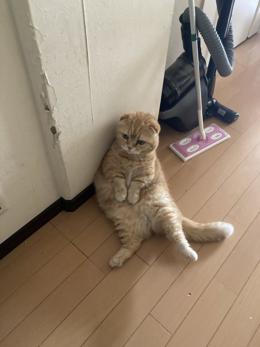 きっとバラバラになって海の底に沈んでいるのだろぅと思いながらも、長きに渡り様々な手段を使って連絡を取ろうとしていた友人からアクションがありもした☆ﾟ+.ﾟ
海の底でも元気に暮らしていて良かった｡ﾟ(ﾟ´Д｀ﾟ)ﾟ｡
写真はにぅさん