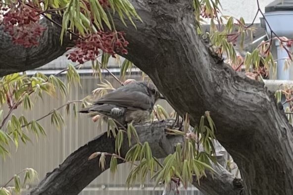 Kみっぺん tweet media