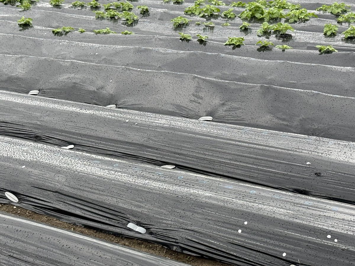 ひまり/素人兼業農家（☺️） tweet media