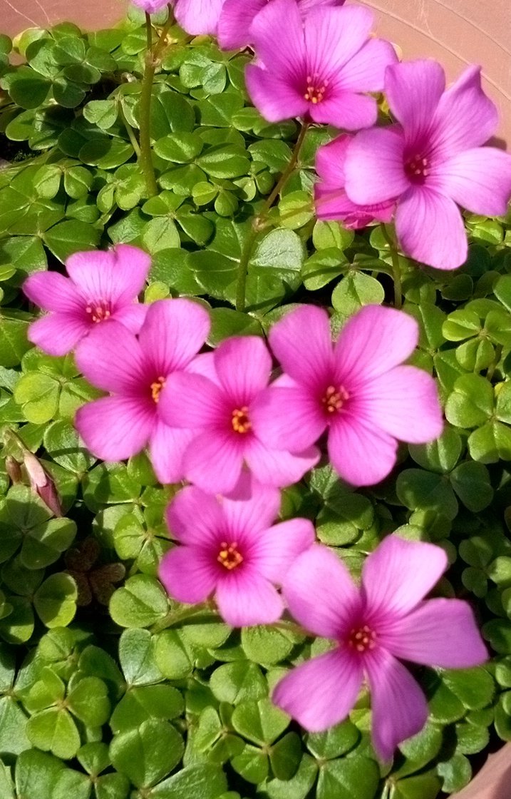 りんご tweet media