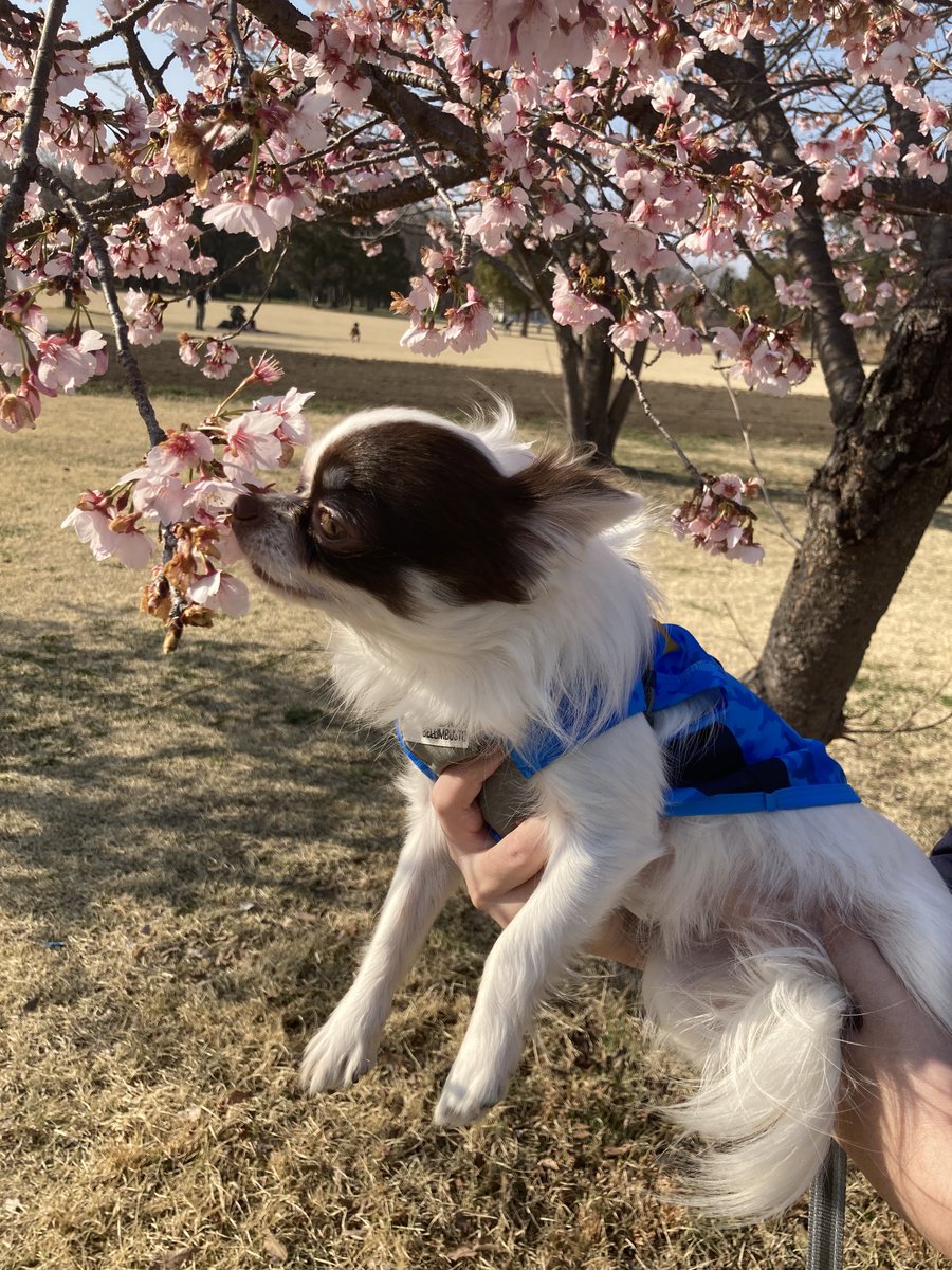 チワワの愛玉【あいゆー】🇯🇵 tweet media