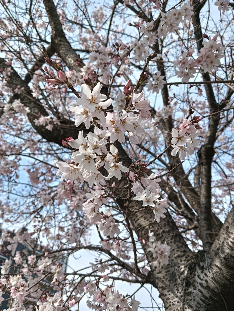 アカツキユラ tweet media