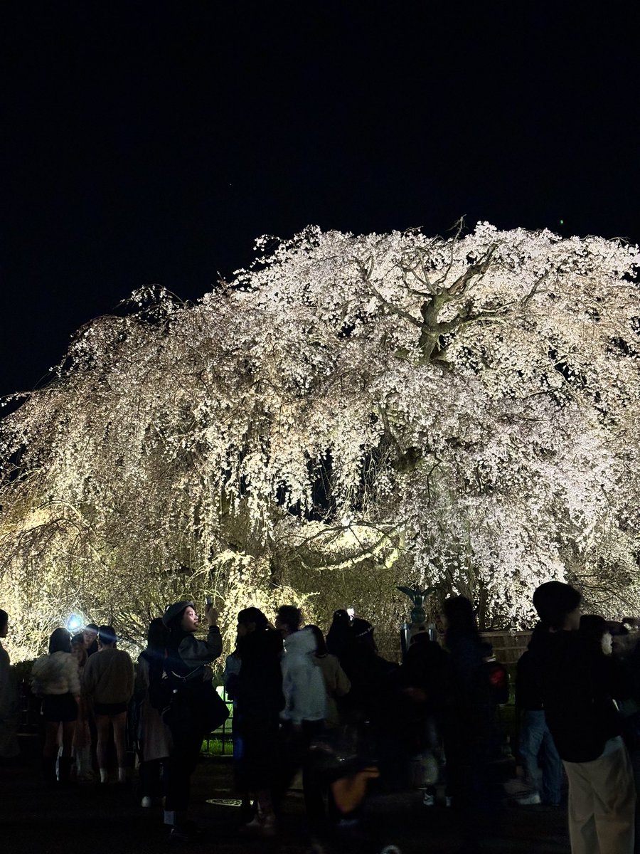 sedara17's tweet photo. 先日、平日にカットに京都へ行き、帰りに円山公園で軽くお花見。 https://t.co/AxfUJ25dIN