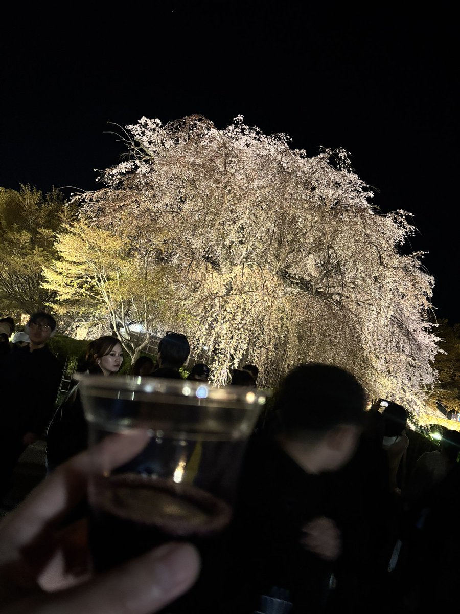 sedara17's tweet photo. 先日、平日にカットに京都へ行き、帰りに円山公園で軽くお花見。 https://t.co/AxfUJ25dIN