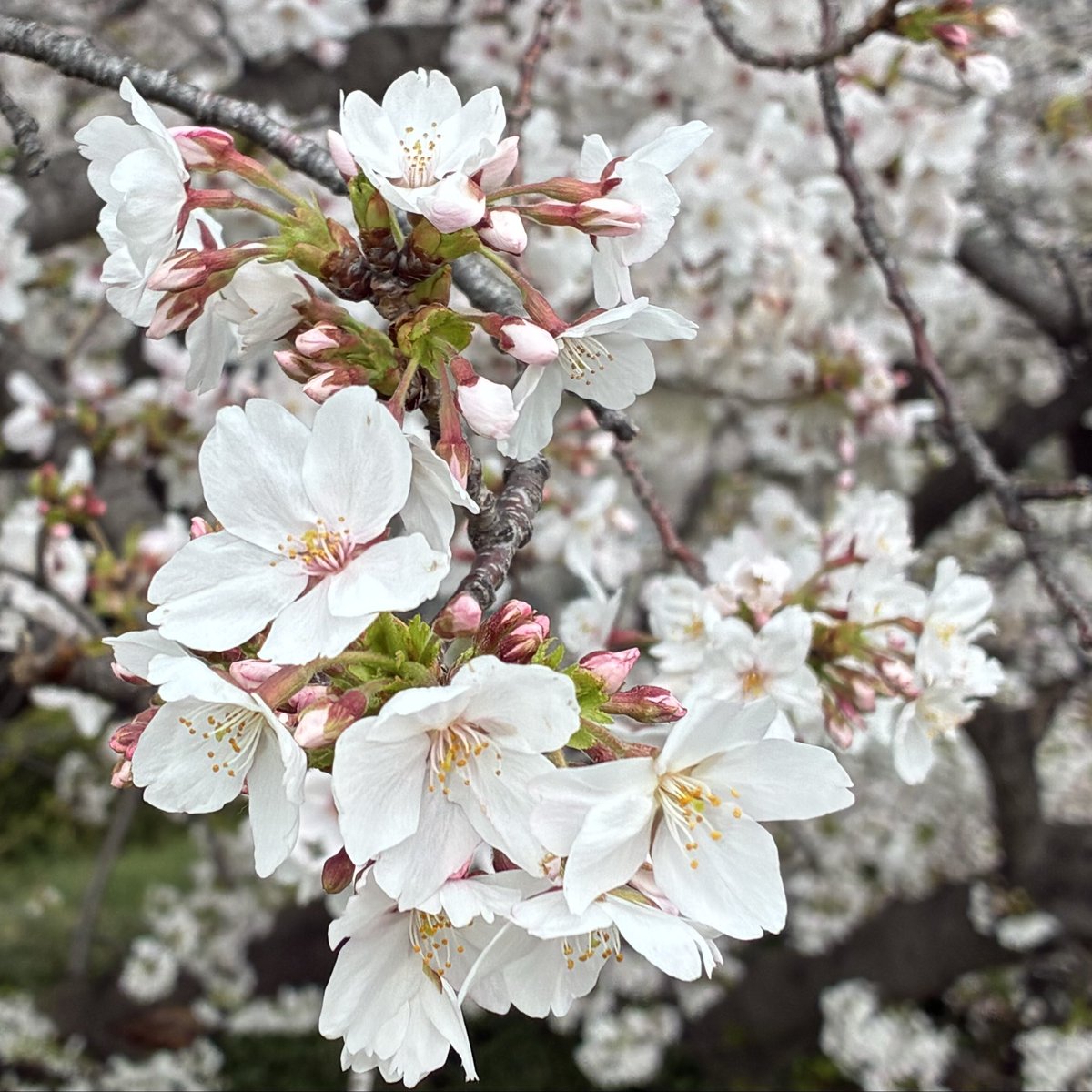 すっすー tweet media