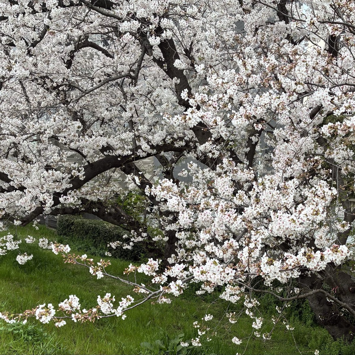 すっすー tweet media