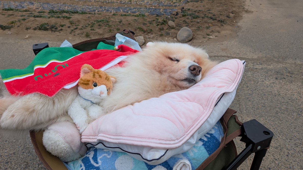 サモエド心和✿14歳✿ tweet media