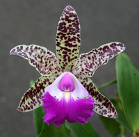 ConfidentialUn's tweet image. Cattleya Gene May

#orchids #plants
