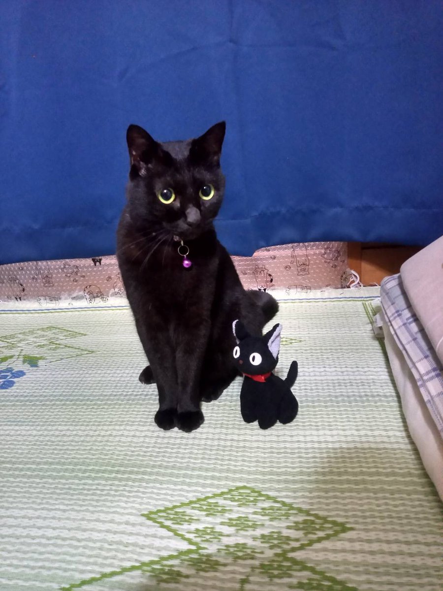 ペット探偵プライベートアイ@日本全国にて即日捜索を実施 tweet media