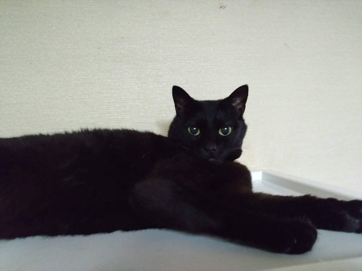 ペット探偵プライベートアイ@日本全国にて即日捜索を実施 tweet media