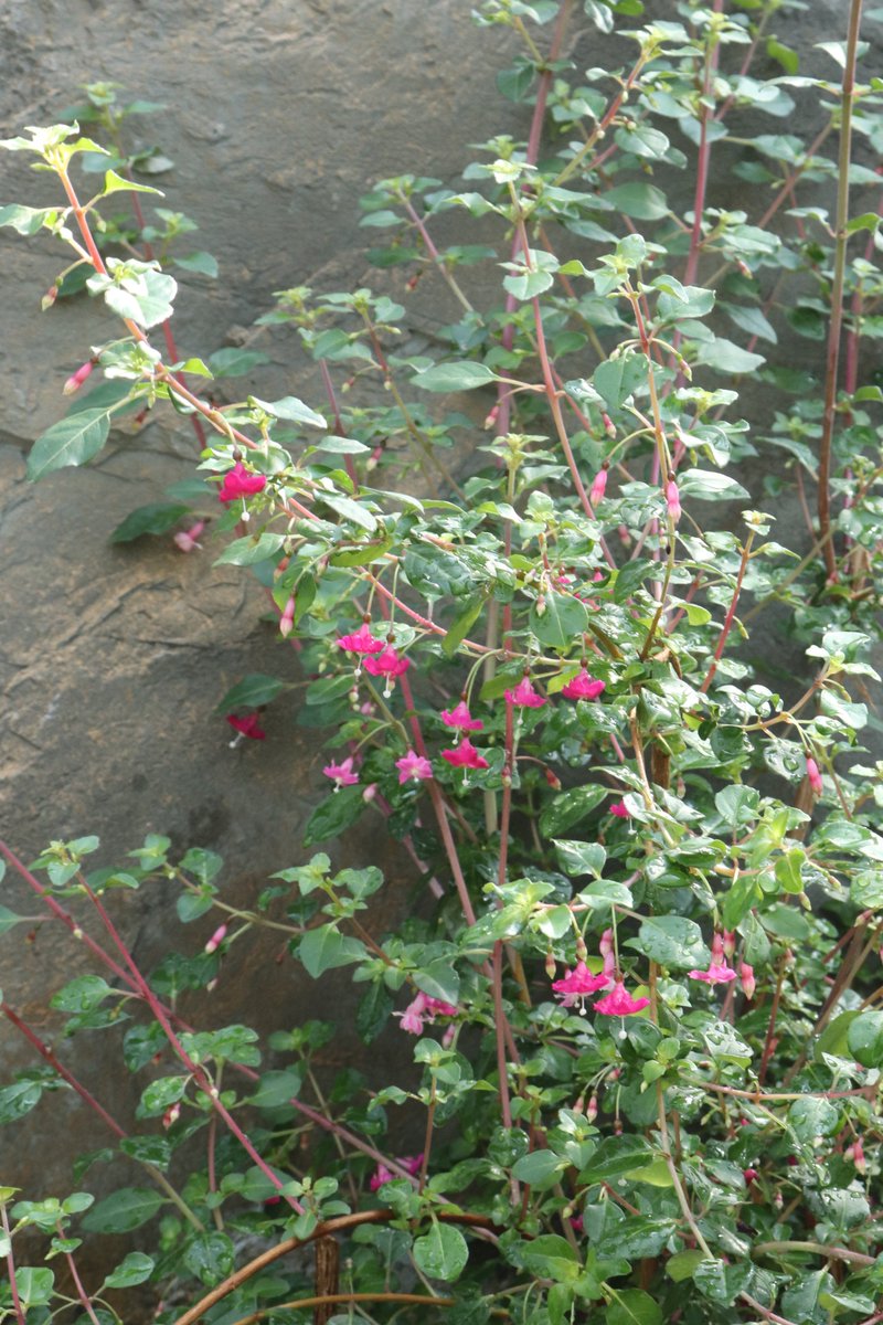 咲くやこの花館 tweet media