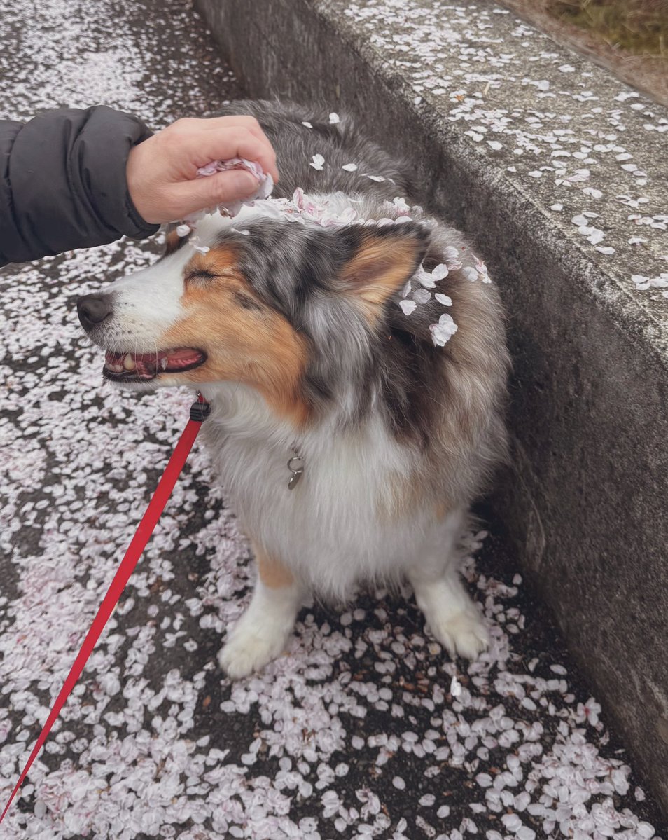 samesuke tweet media