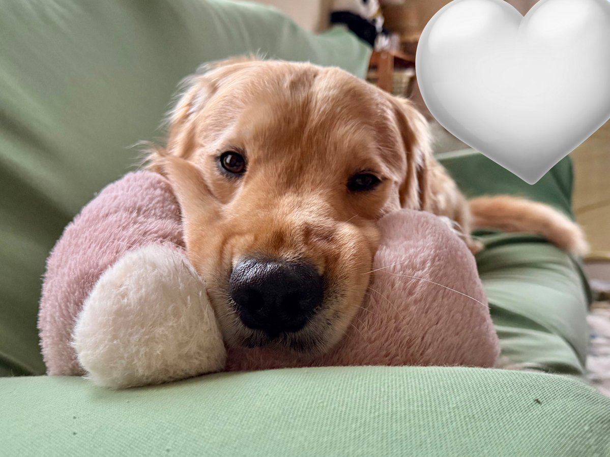 ふぉるて tweet media