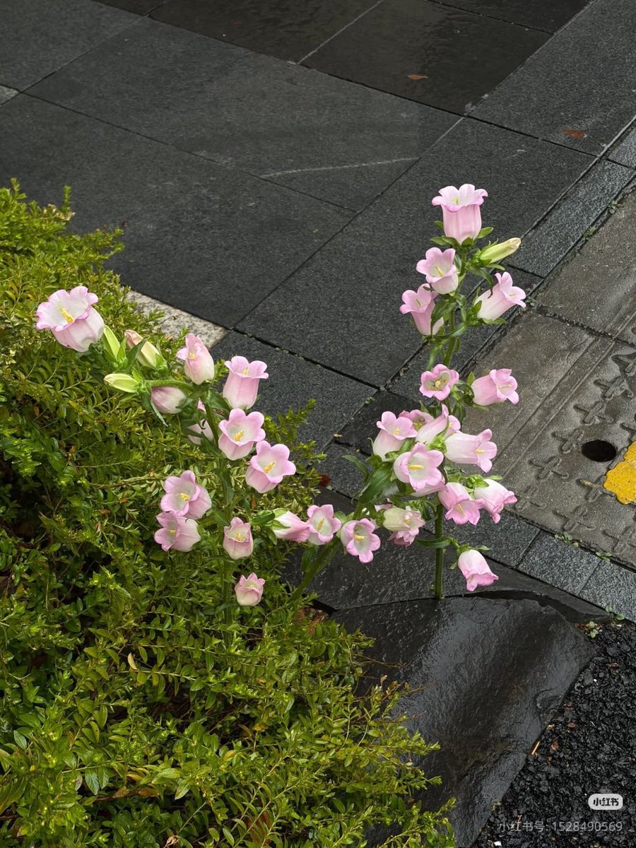 serenity tweet media