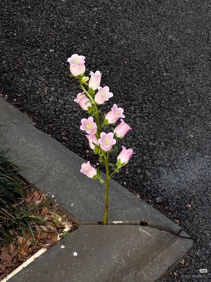 serenity tweet media